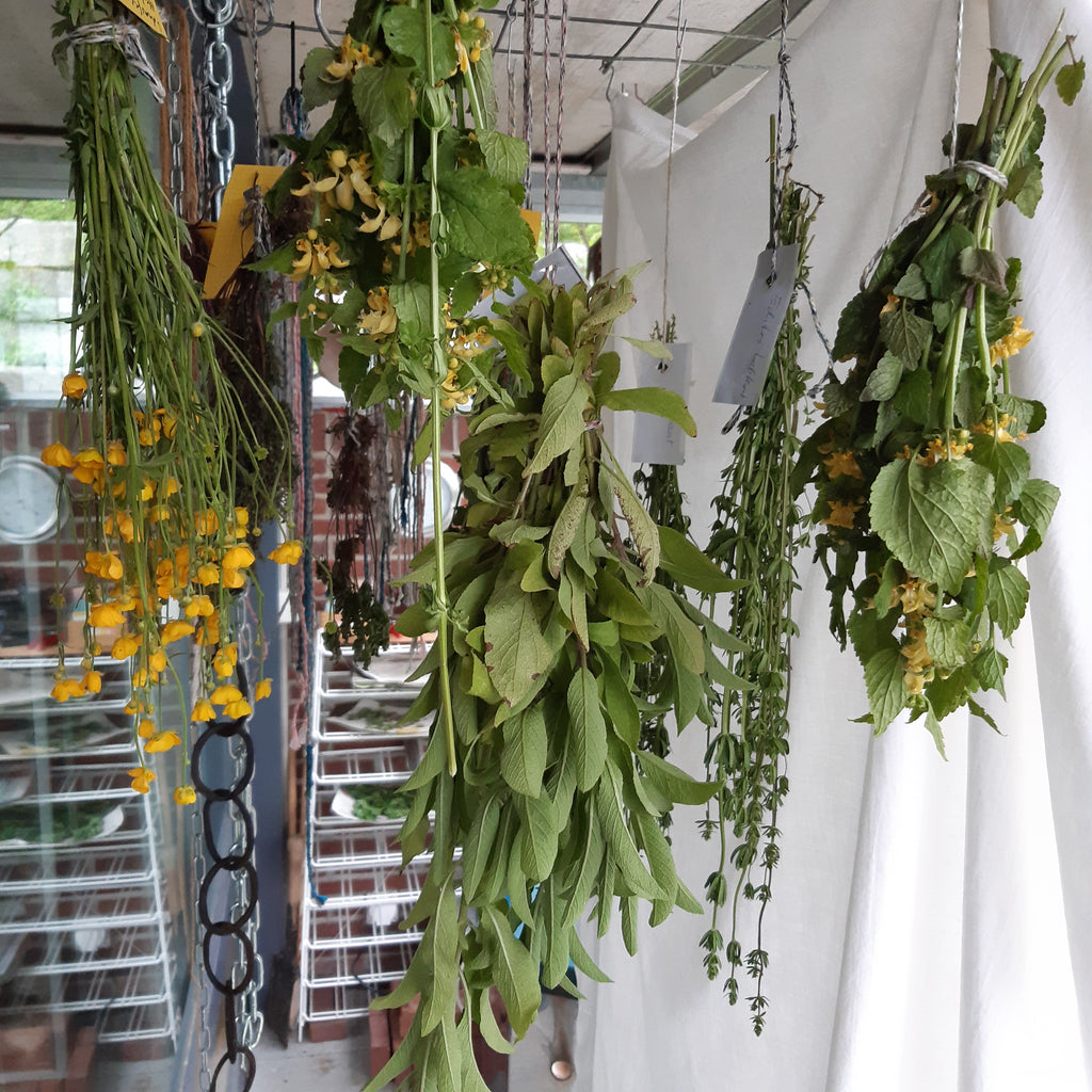 Ein alter Brauch im Mai und Sammeln