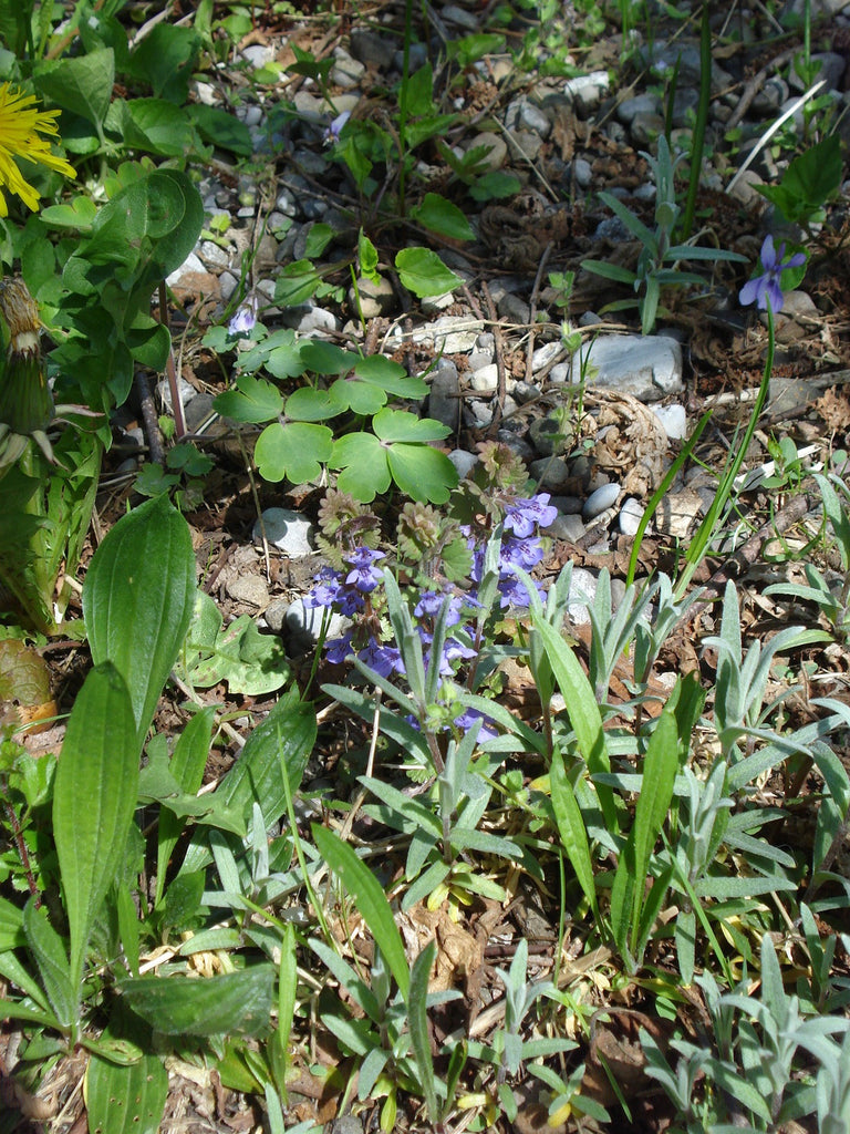 Weitere Pflanzen zum Sammeln im Frühjahr