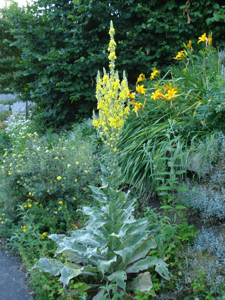 Sommerzeit, Sammelzeit