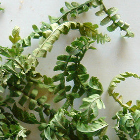 Ein Buchtipp für Räucherfans