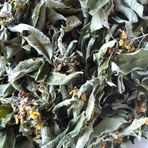 Gilbweiderich, Lysimachia vulgaris, 60 ml