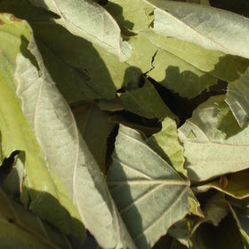Hamamelis Virginiana Blätter 60 ml