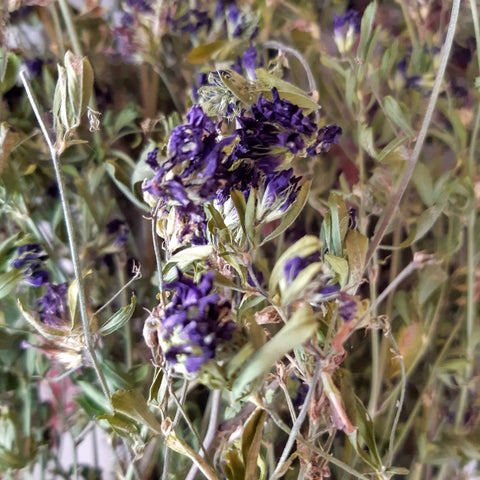 Luzerne, Alfalfa, Medicago sativa, 60 ml