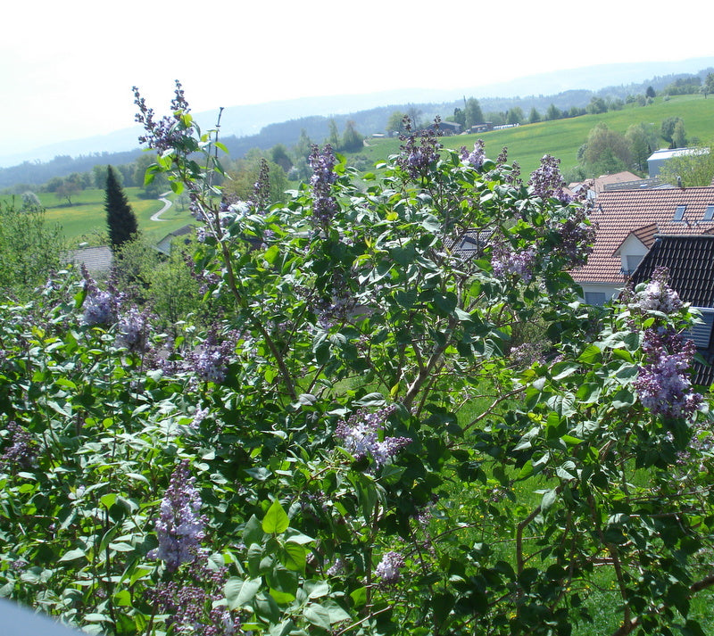 Frühlingskräuter