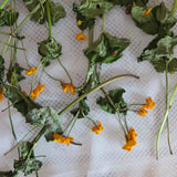 Dotterblume, Caltha palustris 60 ml