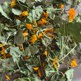 Dotterblume, Caltha palustris 60 ml