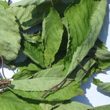 Kastanienblätter der Esskastanie 60 ml