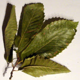 Kastanienblätter der Esskastanie 60 ml