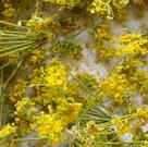 Fenchelkraut und Blüte 30g