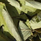 Hamamelis Virginiana Blätter 60 ml