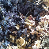 Hortensie Blüten und Blätter, Hydrangea-Arten, 60 ml