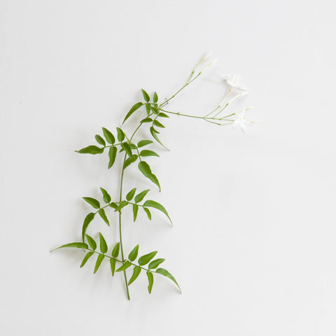 Jasmin, Jasminum nudiflorum, Blüten, 30 ml