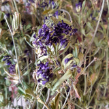 Luzerne, Alfalfa, Medicago sativa, 60 ml