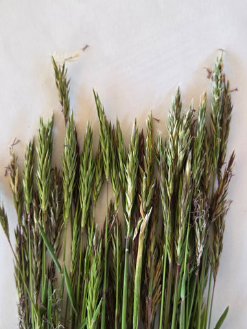 Ruchgras, Anthoxanthum odoratum, 30 ml