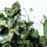 Sanikel 30 ml