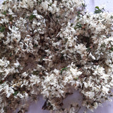 Schwarzdornblüte, Schlehenblüte 30 ml