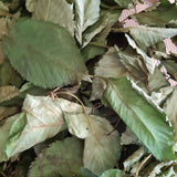 Vogelkirsche, Prunus avium 60 ml