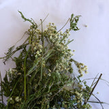 Wiesenkerbel 60 ml