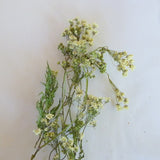 Wiesenkerbel 60 ml