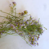 Wiesenschaumkraut 60 ml