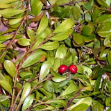 Bärentraube 60 ml