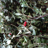 Bärentraube 60 ml