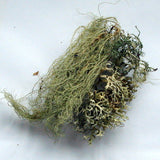 Bartflechte 60 ml