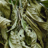 Bingelkraut 60 ml