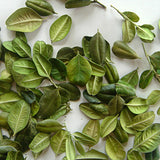 Buchsbaumblätter 60 ml