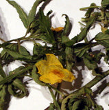 Damiana 30 ml