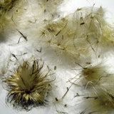 Distelsamen 30 ml