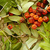 Ebereschenbeeren/Blätter 30 ml