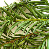 Eibennadeln 30 ml
