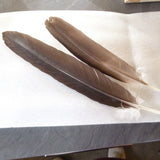 Feder vom Adler