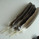 Feder vom Adler