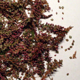 Flohsamen vom Wegerich 30 ml