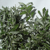 Gänsefingerkraut 60ml