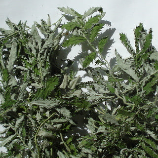 Gänsefingerkraut 60ml