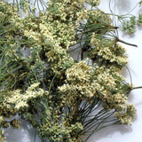 Gierschblüten 30 ml