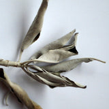 Weisser Salbei 10g