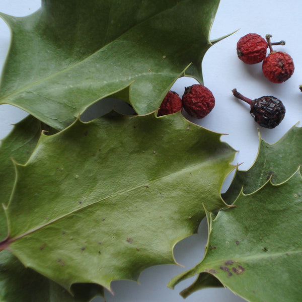 Stechpalme, Ilex mit Beeren 60 ml – Räucherkräuter