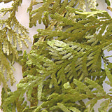 Thujaspitzen 60 ml
