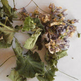 Veilchenblüte und Blätter 30 ml
