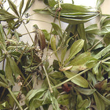 Waldmeister 60 ml