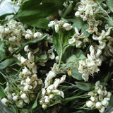 Weissdornblüten mit Blättern 60 ml