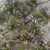 Wiesenschaumkraut 60 ml